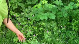 Umweltzentrum Hanau bietet Kräuterführung und Ostereier‐Werkstatt für Familien an